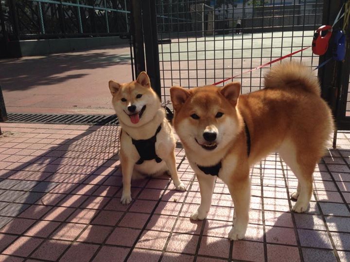 国字号球队体能测试标准全面升级，国字号足球队