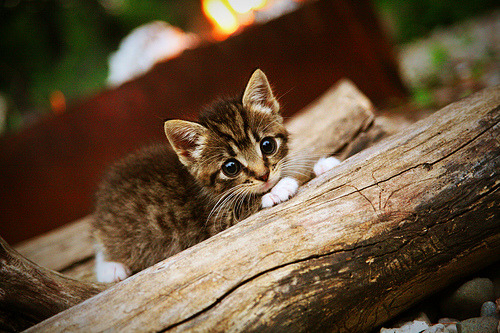 _老鹰年轻球员表现出色,焕发新气象_,老鹰球员阵容